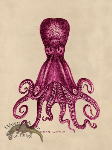 (image for) Octopus Pink 15