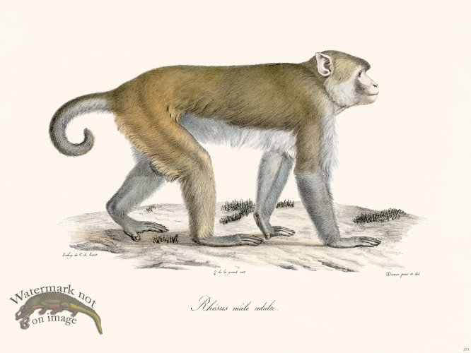 (image for) Cuvier 371 Male Vervet