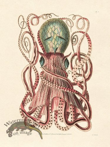 (image for) Shaw Nodder SL 07