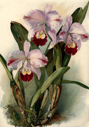 (image for) Orchid 01