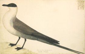 (image for) 264 Swedish Birds . Larus Parasiticus, Artic Gull, Male