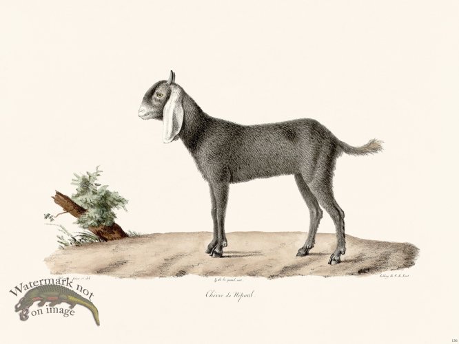 Cuvier 136 Goat of Nepaul Female