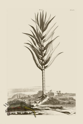 (image for) Abraham Munting 109