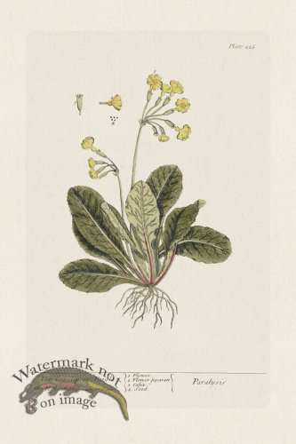 (image for) BEE 226 The Conslip