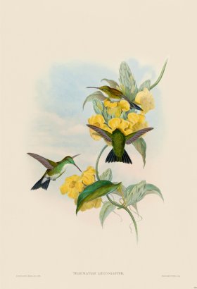 Gould Hummingbird 294