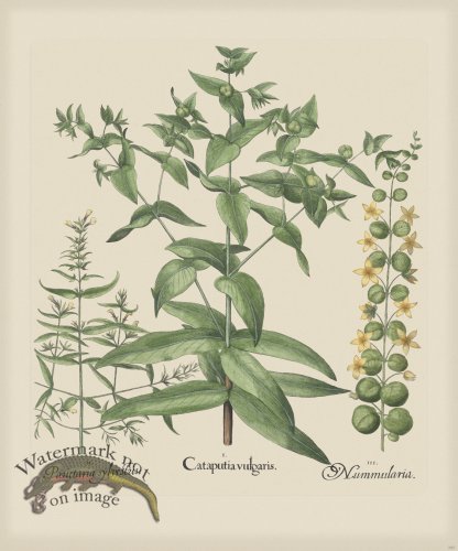 (image for) Besler 285 Colored B2