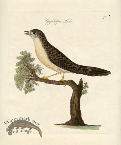 (image for) Grasshopper Lark