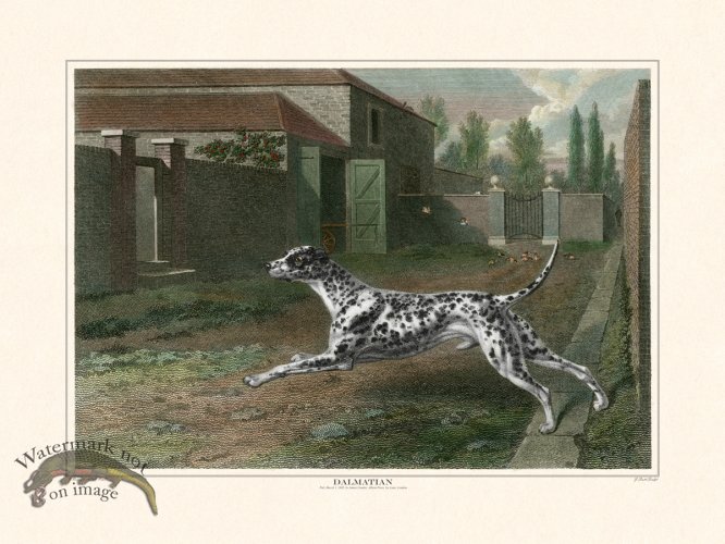 (image for) TSR Dalmatian