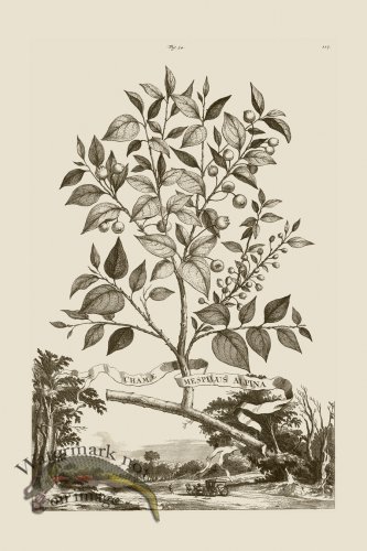 (image for) Abraham Munting 054