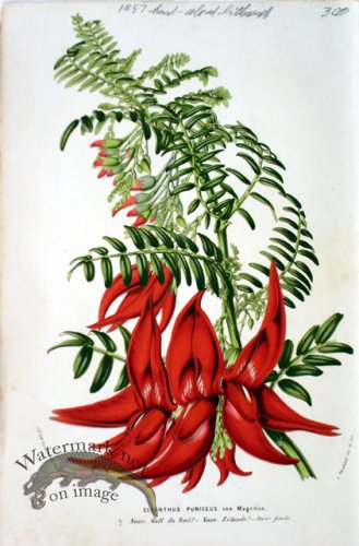 (image for) Botanical