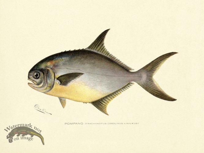 (image for) Pompano