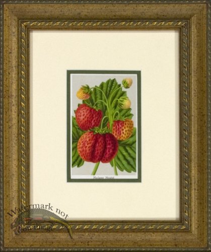 (image for) Strawberry 1946 OGF 05