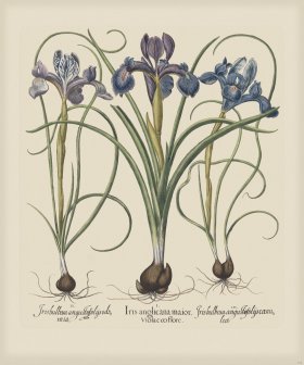 Besler 199 Colored B2