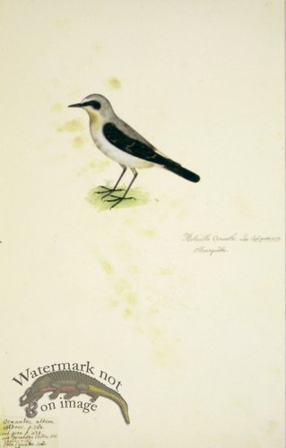 (image for) 65 Swedish Birds . Motacilla Oenanthe, Northern Wheatear