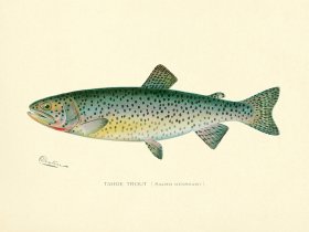 Trout - Tahoe