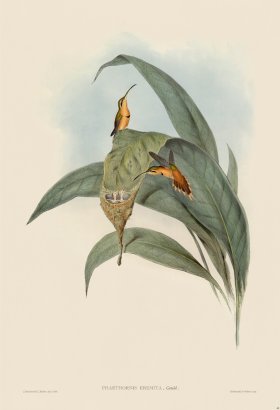 Gould Hummingbird 040