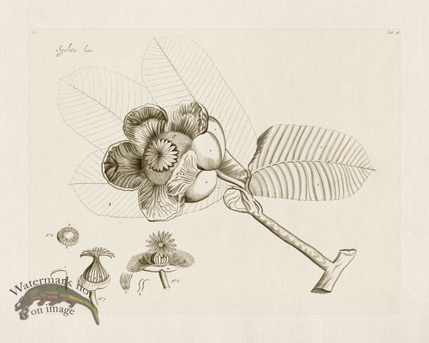 (image for) HORTUS VOl 03 38