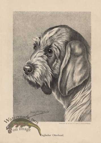 (image for) 1890s Dogs 23