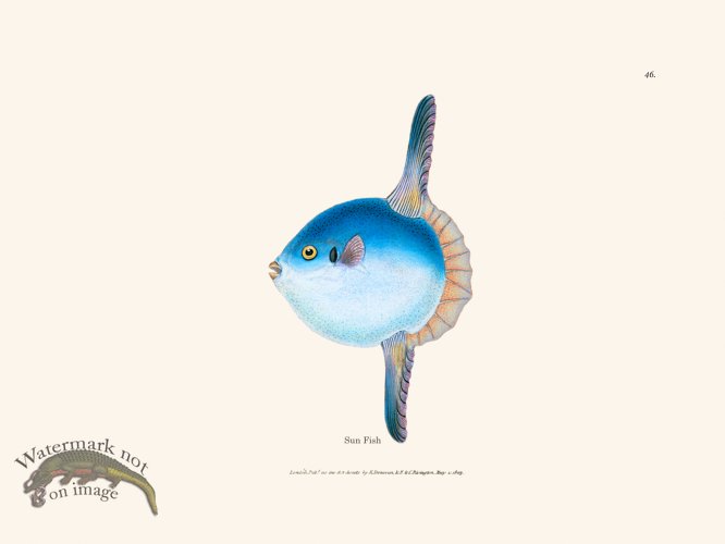 (image for) 046 Sun Fish