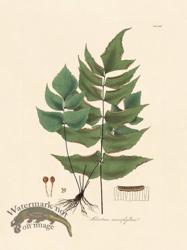 (image for) Hooker Fern 23