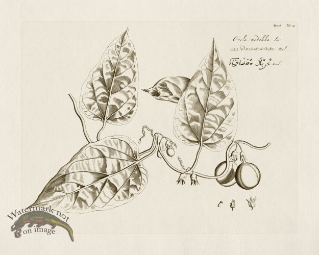 (image for) HORTUS VOl 08 23