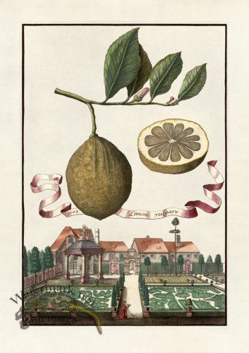 (image for) Volckamer 031