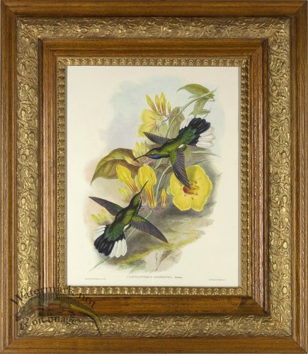 (image for) Gould Hummingbird AF_4 04