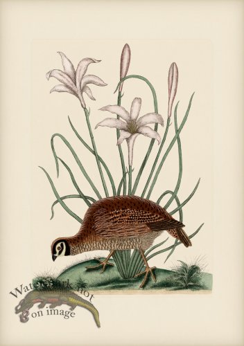 216 Partridge or Bob White