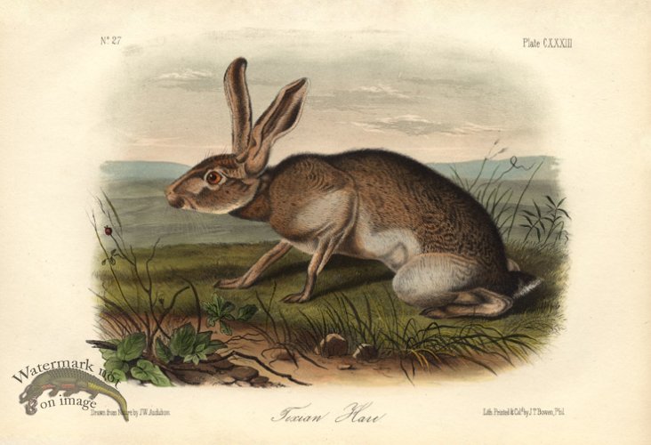 (image for) Texian-Hare-small