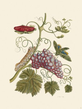 Merian Metamorphosis 34