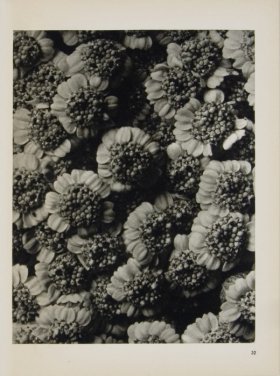 Blossfeldt T 032