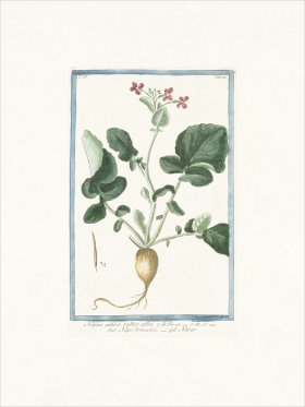 Bonelli 540 Rock Sea lavender