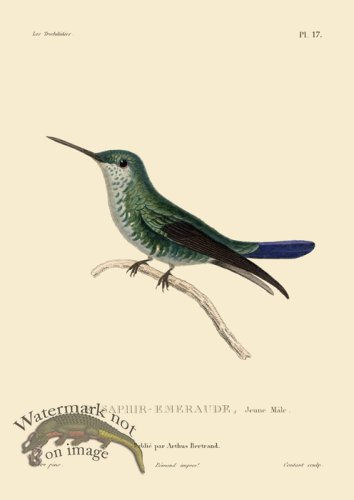 (image for) Humming Bird 17