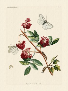 Wilkes Butterflies 079