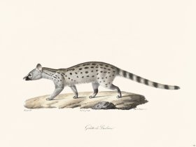 Cuvier 190 Barbarian Genette