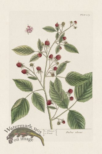 (image for) BEE 289 Raspberry-Bush