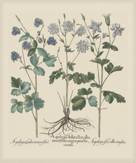 Besler 174 Colored B2