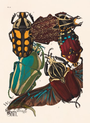 (image for) Seguy Bug 11