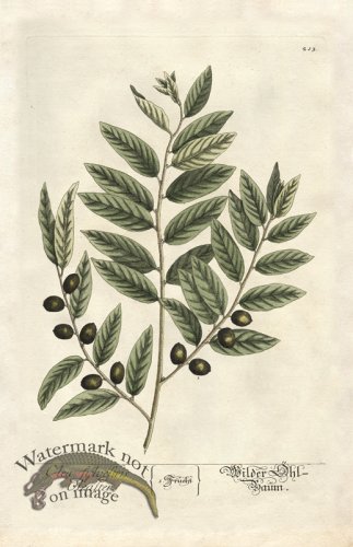 (image for) Blackwell GE 213