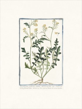 Bonelli 332 Hedge mustard