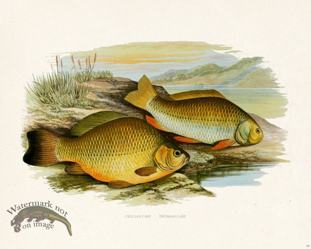 (image for) British FW 05