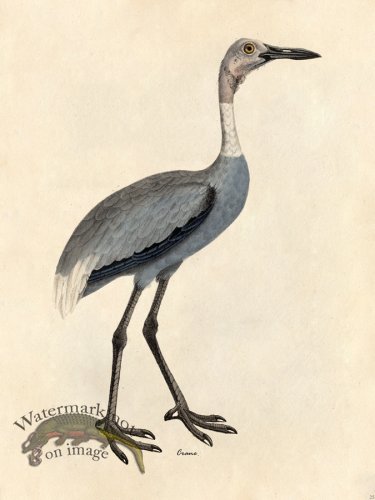 (image for) Crane - Tribute Bd 25