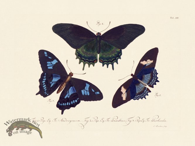 (image for) Jablonsky Butterfly 012