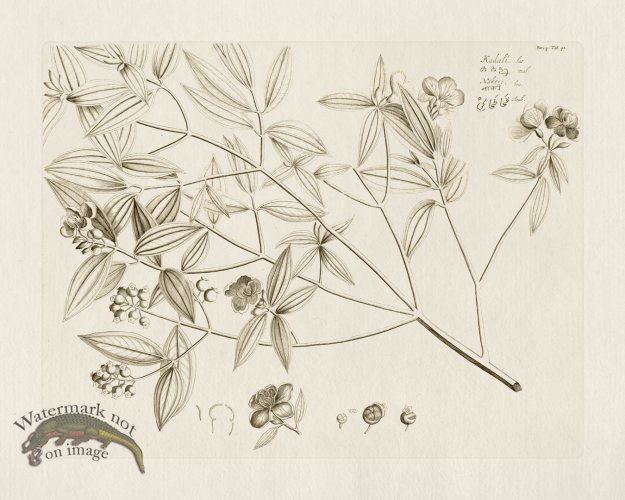 (image for) HORTUS VOL 04 42