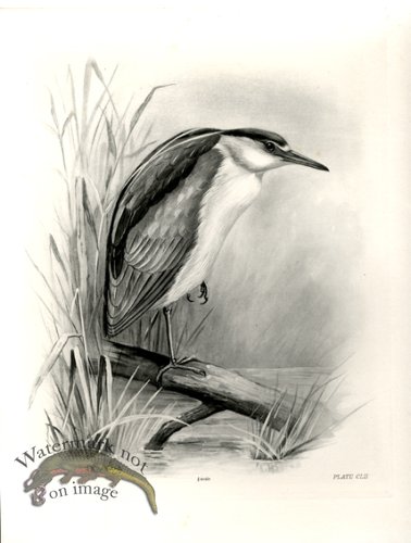 Bird 06 NIGHT HERON