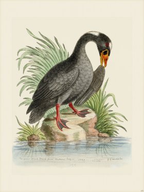 Edwards 155 Black Duck