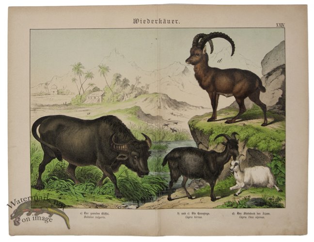 (image for) Ram Water Buffalo