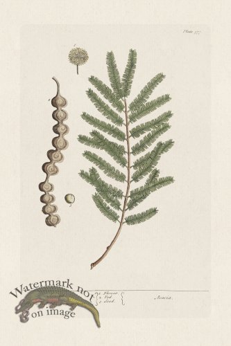 (image for) BEE 377 Acacia