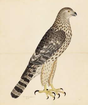 GOSHAWK, JUV. FEMALE, NORTHERN TYPE . PL 32
