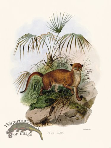 Elliot Cat 15 Cat Badia